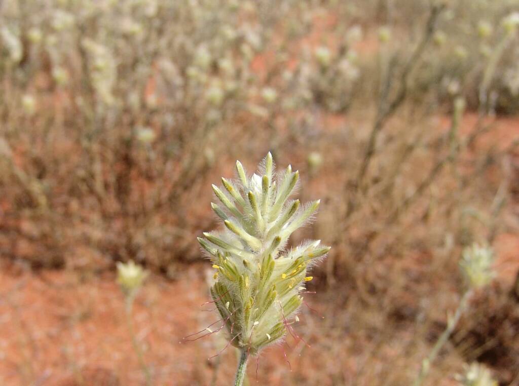 Longtails (Ptilotus polystachyus)