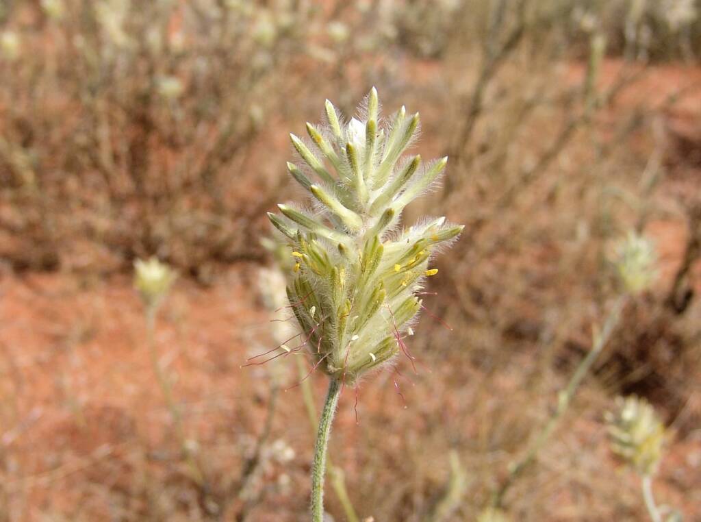 Longtails (Ptilotus polystachyus)