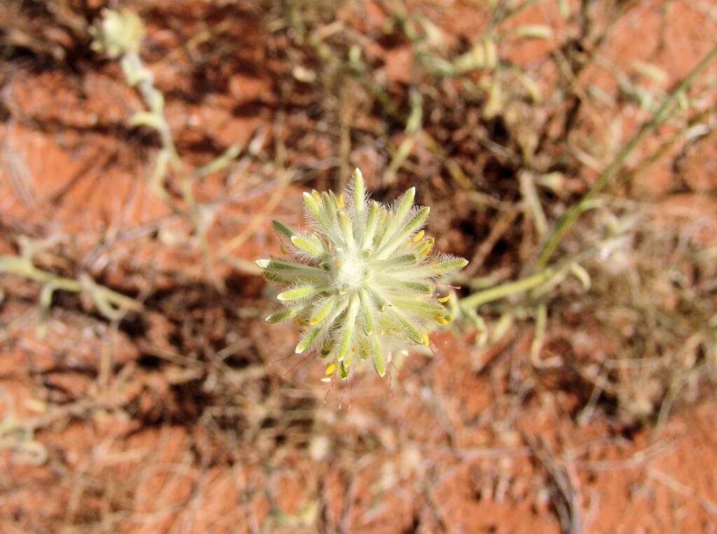 Longtails (Ptilotus polystachyus)