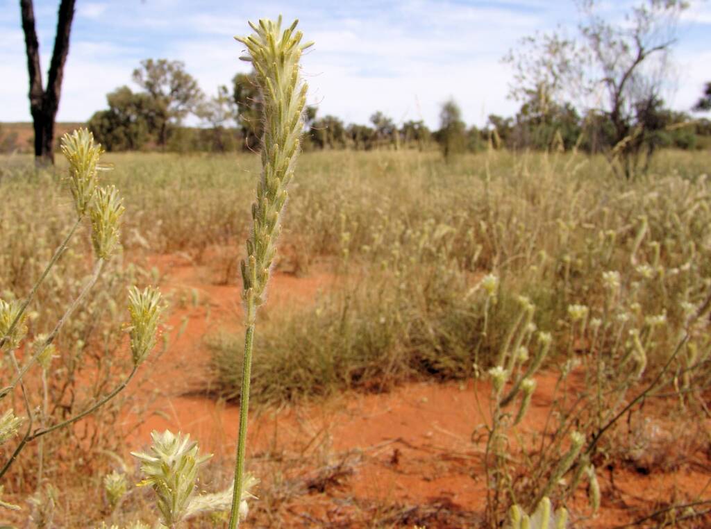 Longtails (Ptilotus polystachyus)
