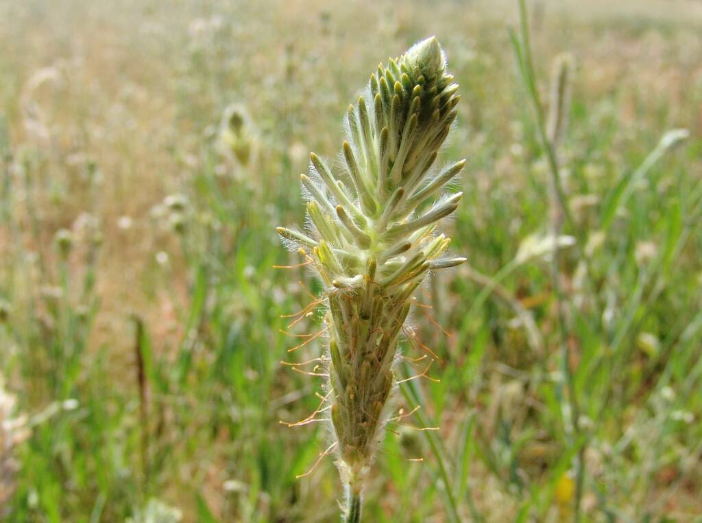 Longtails (Ptilotus polystachyus)