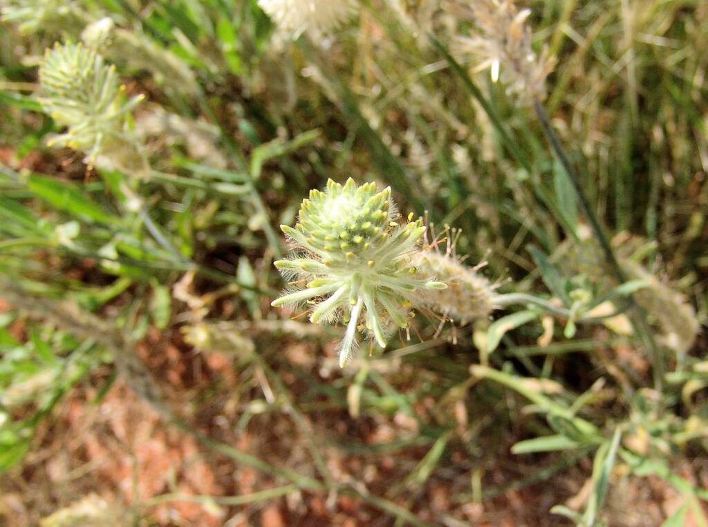 Longtails (Ptilotus polystachyus)