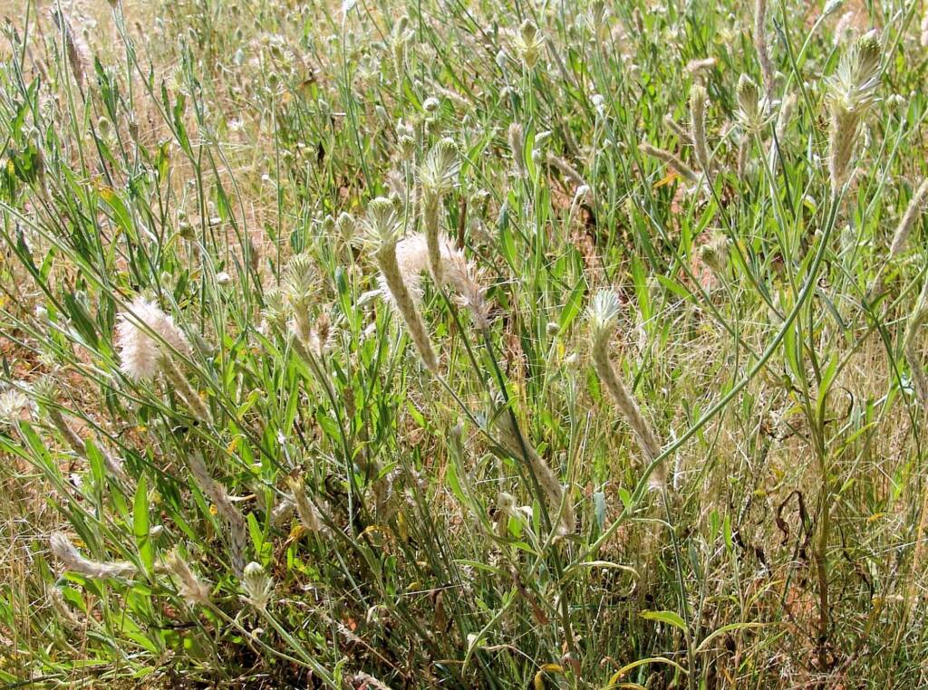 Longtails (Ptilotus polystachyus)