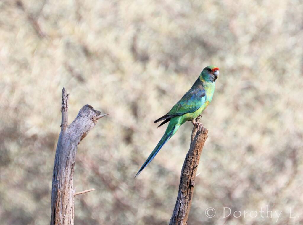Mallee Ringneck (Barnardius zonarius barnardi)