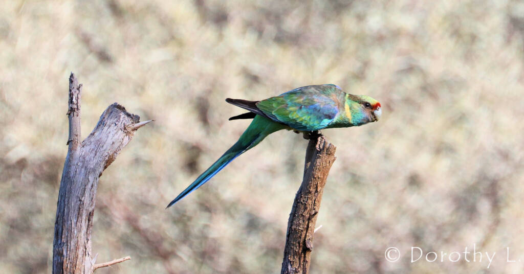 Mallee Ringneck (Barnardius zonarius barnardi)