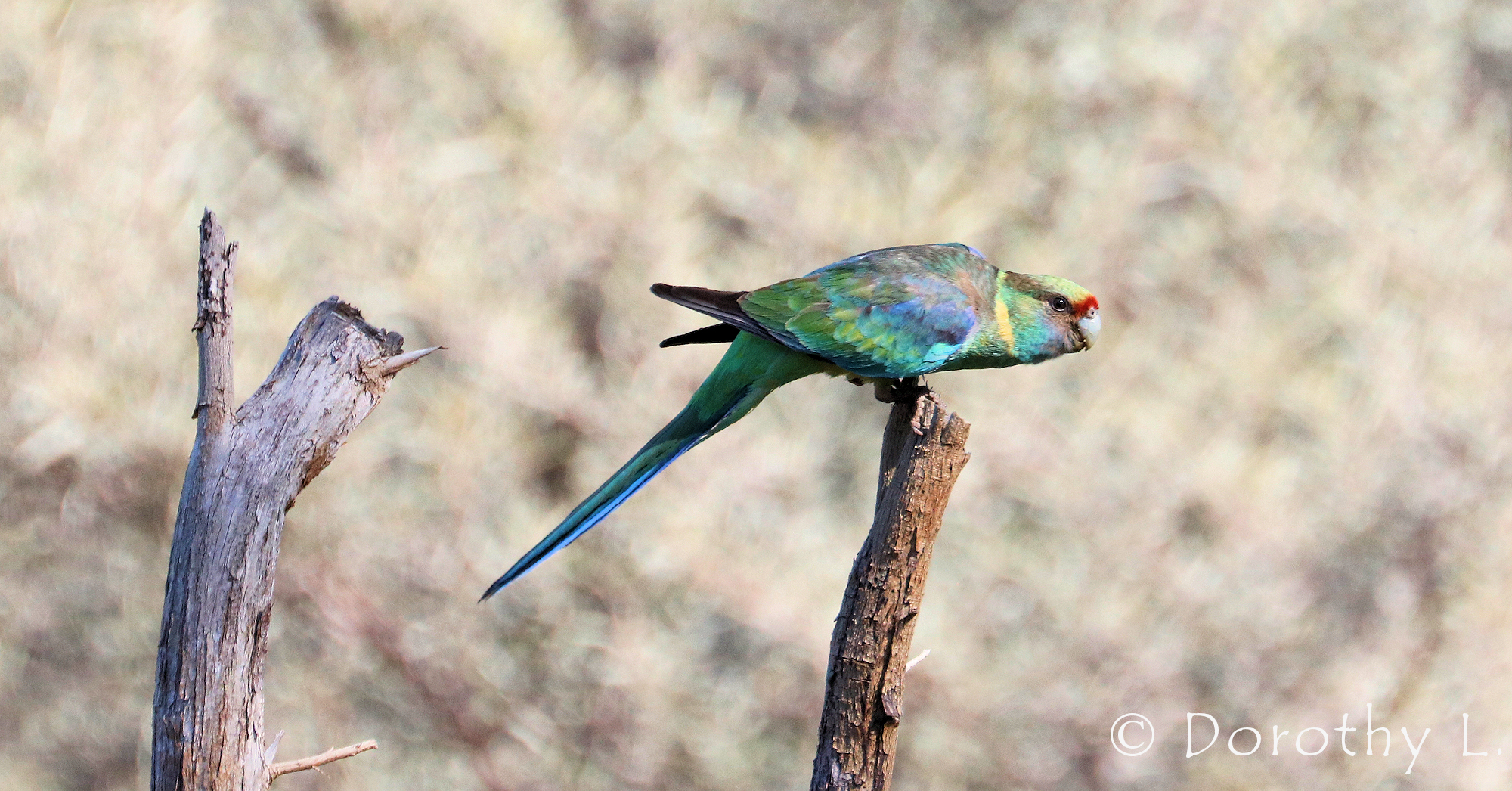 Mallee Ringneck (Barnardius zonarius barnardi)