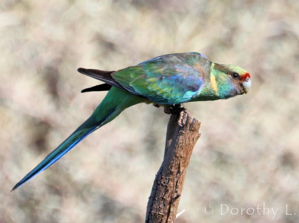 Mallee Ringneck (Barnardius zonarius barnardi)