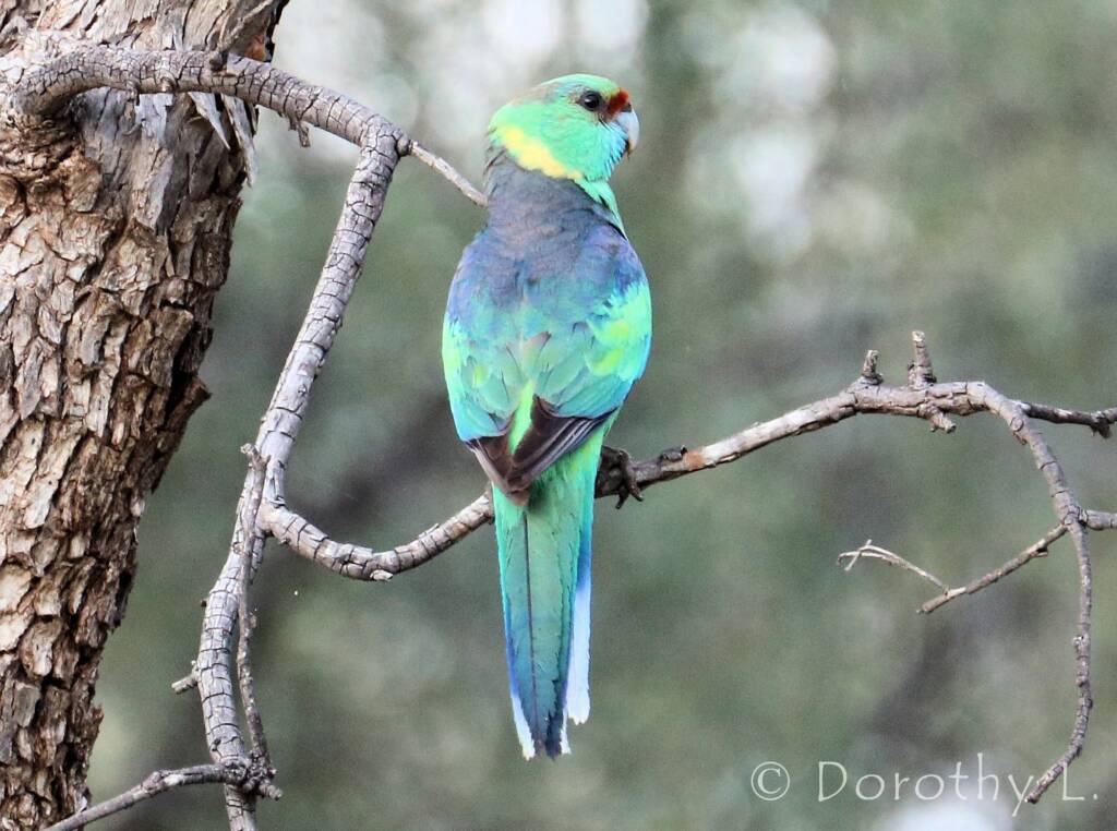Mallee Ringneck (Barnardius zonarius barnardi)