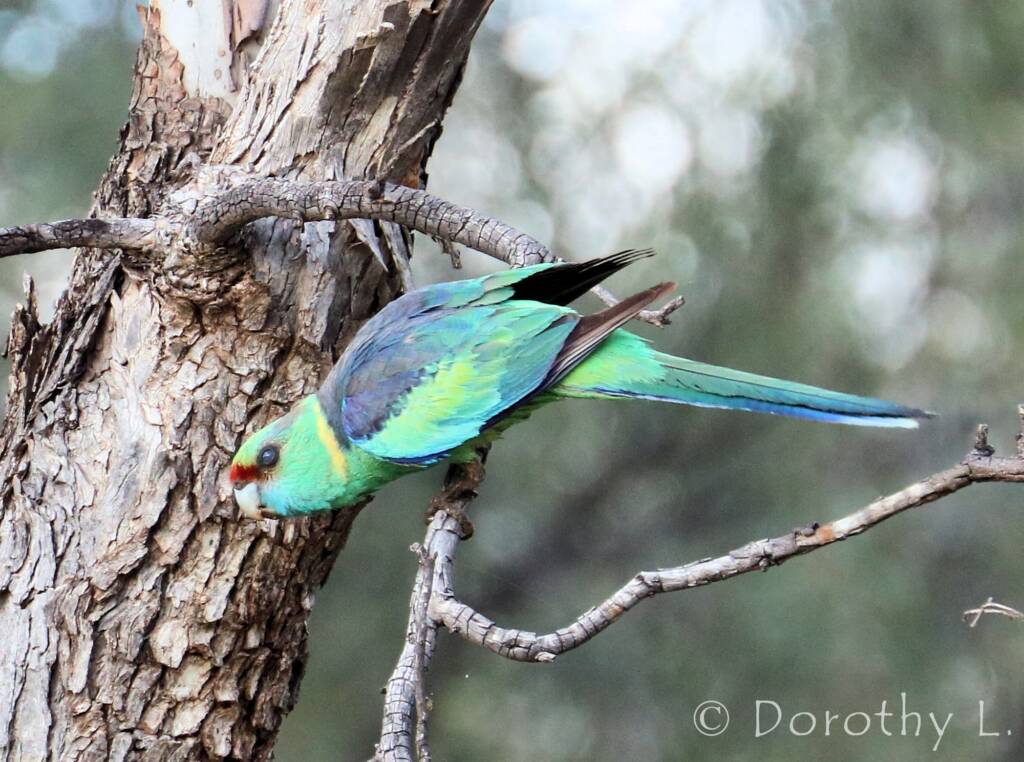 Mallee Ringneck (Barnardius zonarius barnardi)