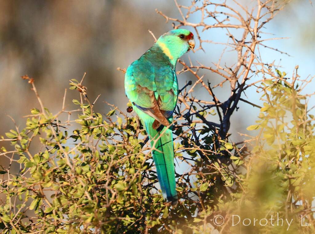 Mallee Ringneck (Barnardius zonarius barnardi)
