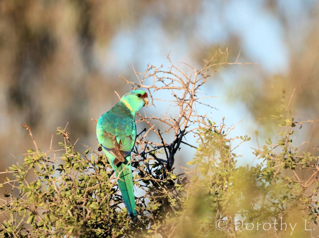 Mallee Ringneck (Barnardius zonarius barnardi)