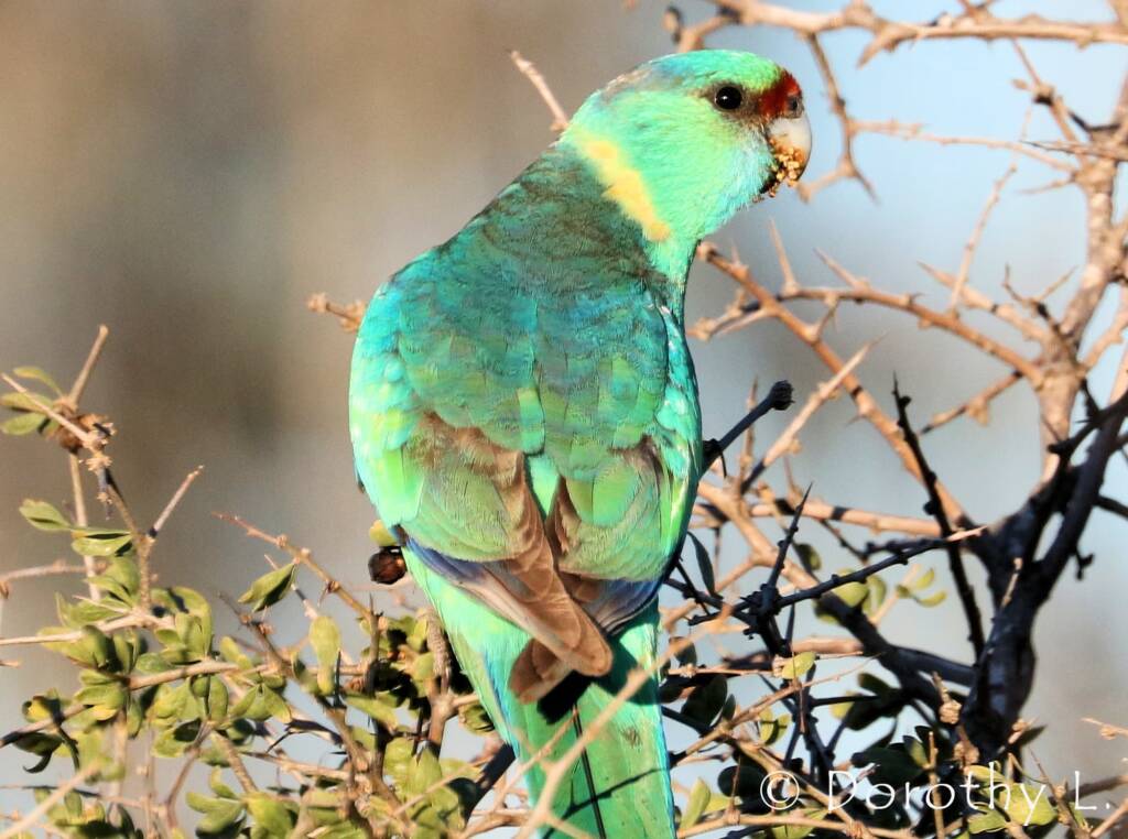 Mallee Ringneck (Barnardius zonarius barnardi)