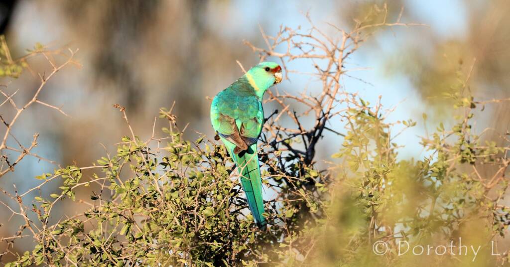 Mallee Ringneck (Barnardius zonarius barnardi)