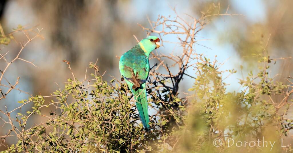 Mallee Ringneck (Barnardius zonarius barnardi)