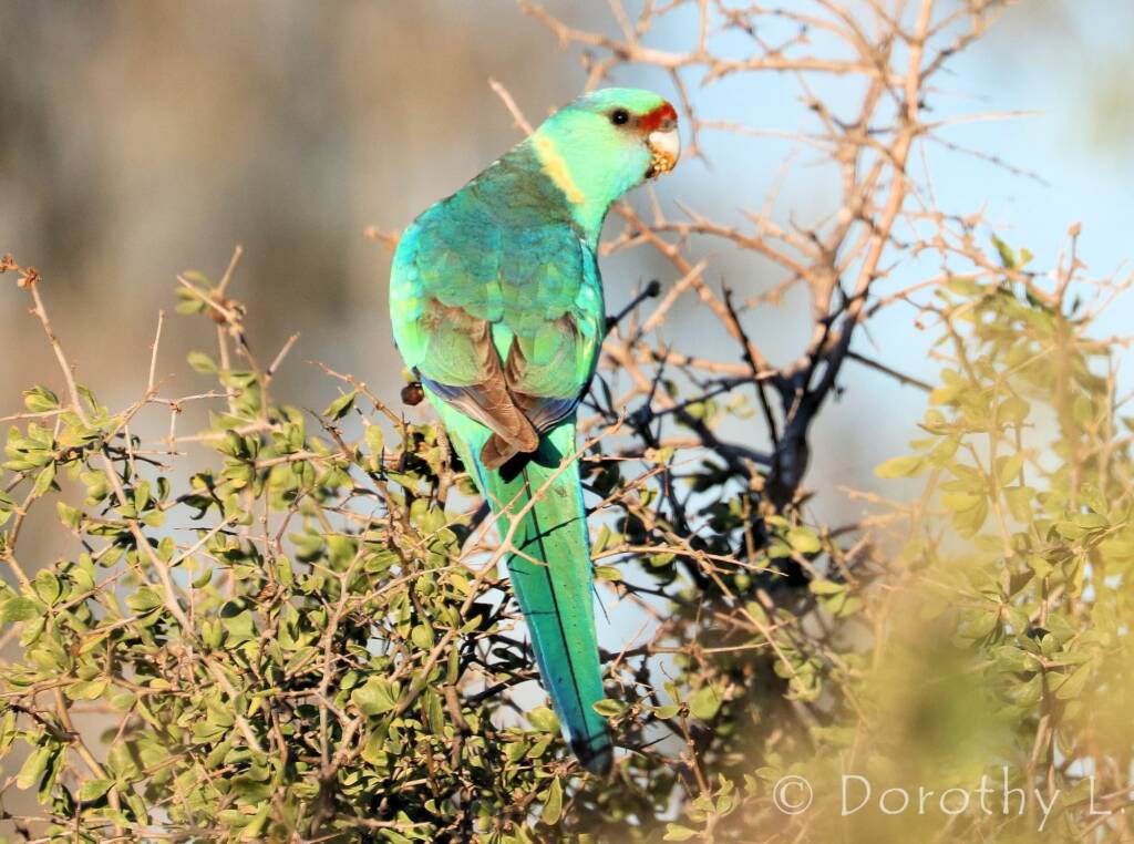 Mallee Ringneck (Barnardius zonarius barnardi)