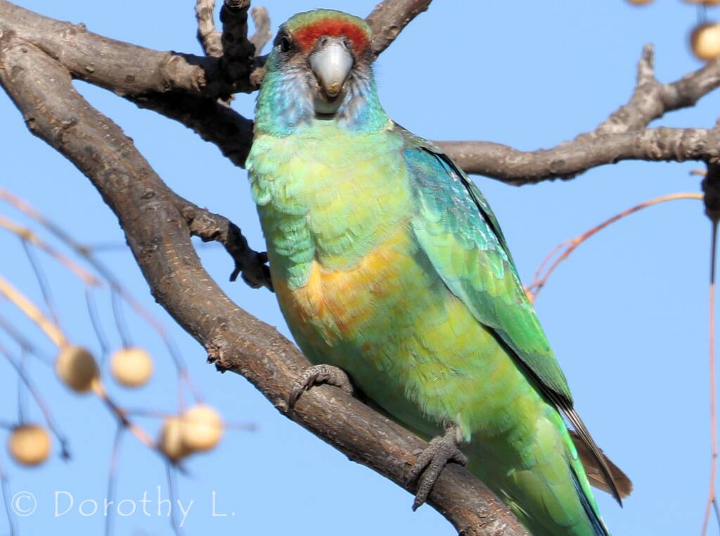 Mallee Ringneck (Barnardius zonarius barnardi)