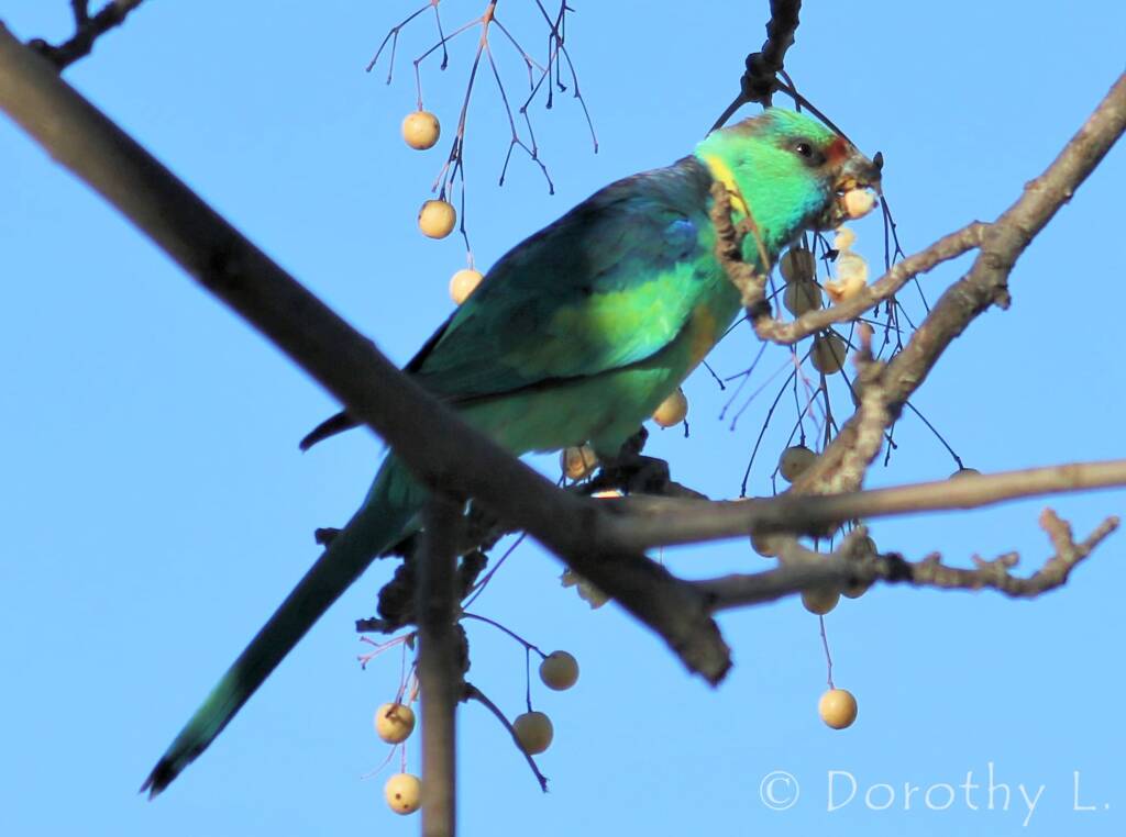 Mallee Ringneck (Barnardius zonarius barnardi)