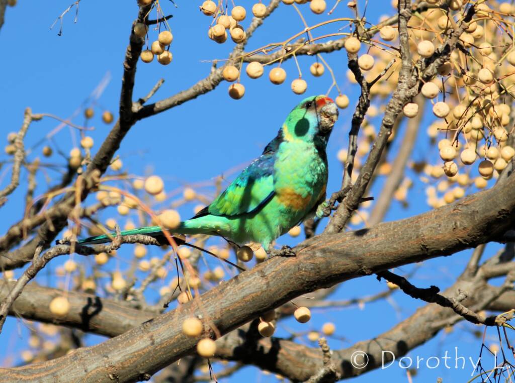 Mallee Ringneck (Barnardius zonarius barnardi)