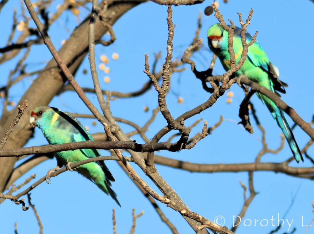 Mallee Ringneck (Barnardius zonarius barnardi)