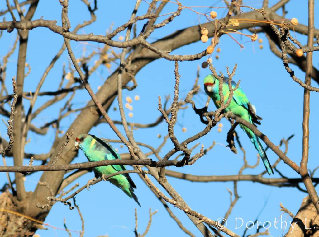 Mallee Ringneck (Barnardius zonarius barnardi)