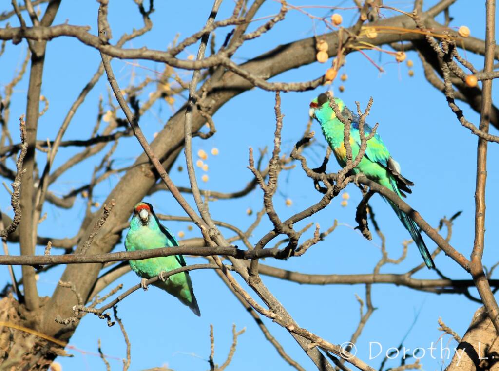 Mallee Ringneck (Barnardius zonarius barnardi)