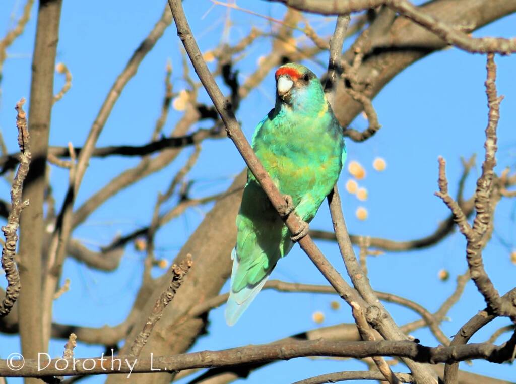 Mallee Ringneck (Barnardius zonarius barnardi)