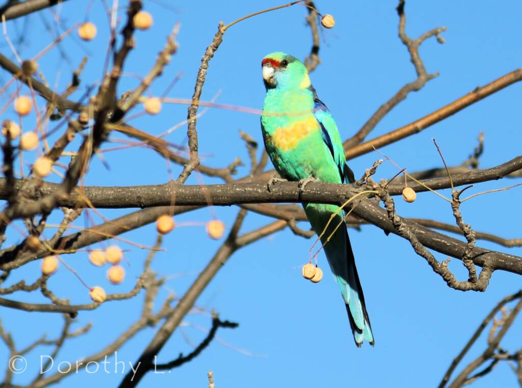Mallee Ringneck (Barnardius zonarius barnardi)