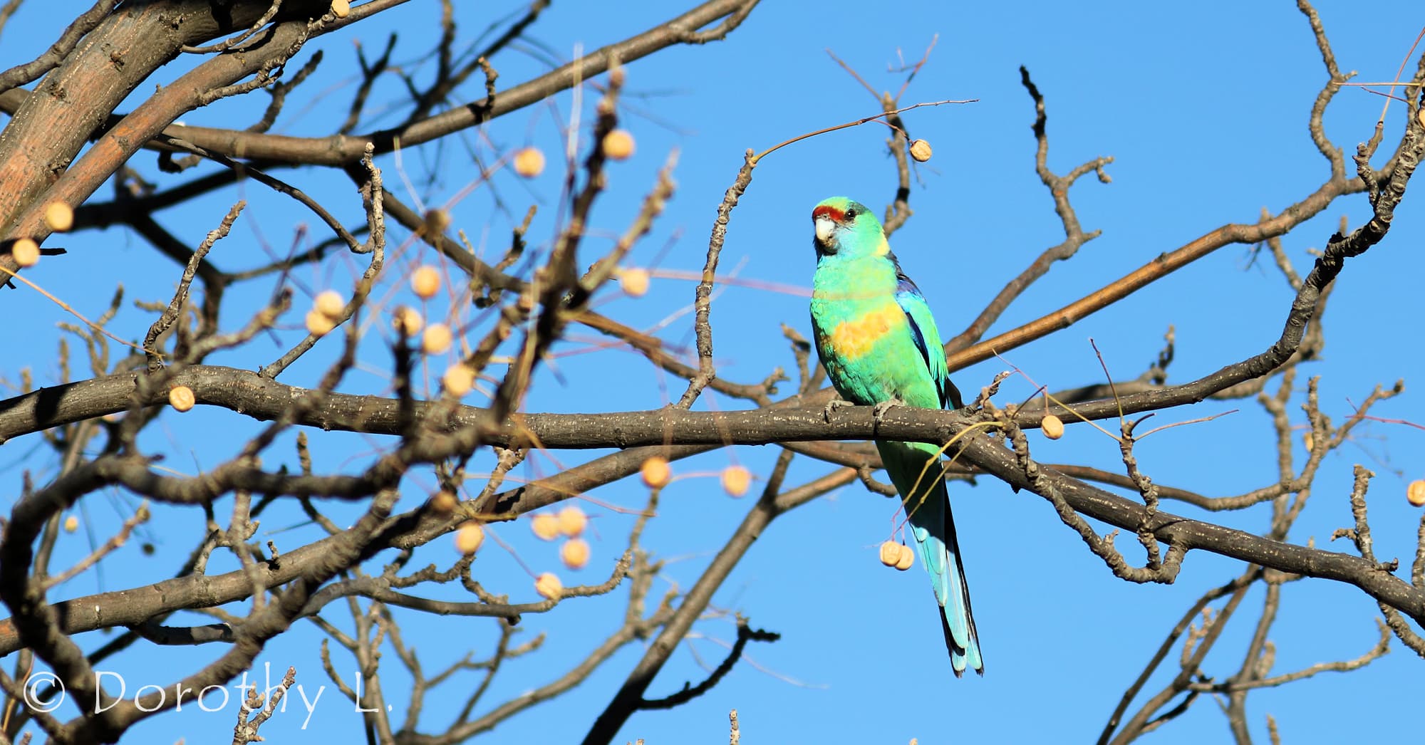 Mallee Ringneck (Barnardius zonarius barnardi)