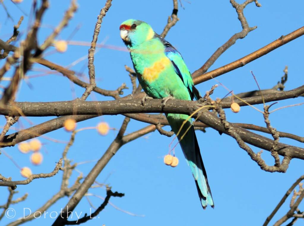 Mallee Ringneck (Barnardius zonarius barnardi)