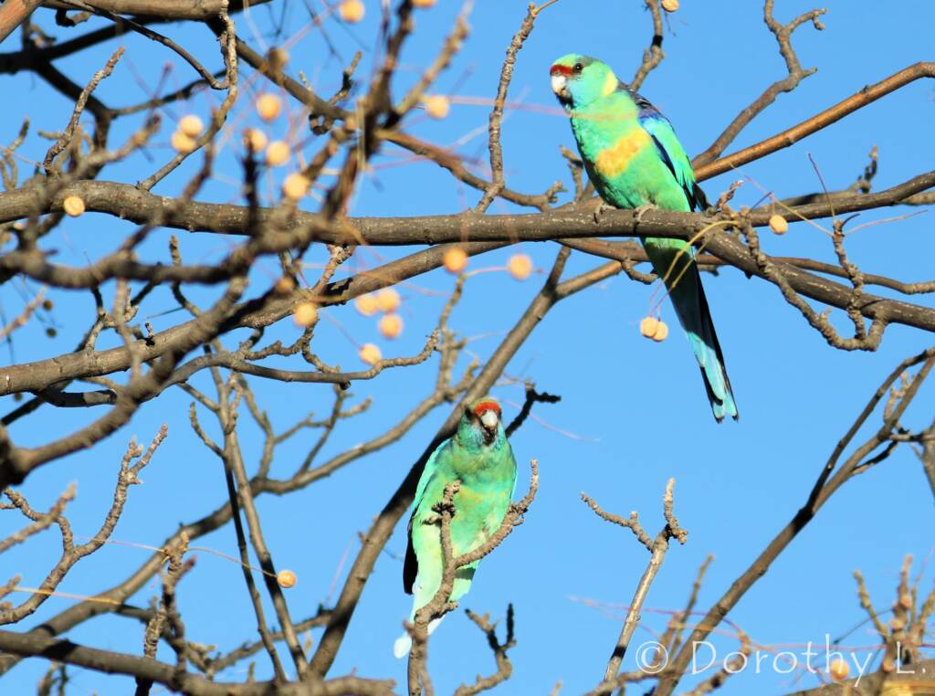 Mallee Ringneck (Barnardius zonarius barnardi)