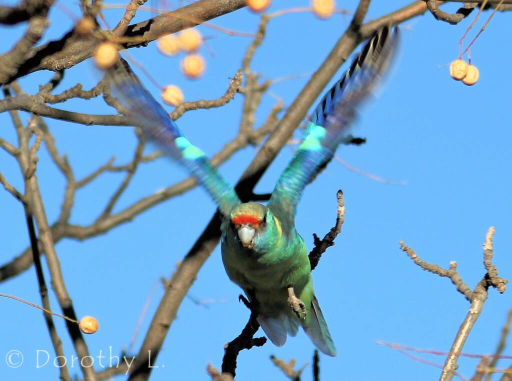 Mallee Ringneck (Barnardius zonarius barnardi)