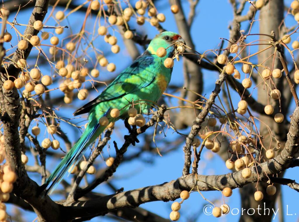 Mallee Ringneck (Barnardius zonarius barnardi)