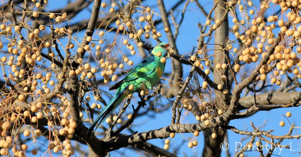 Mallee Ringneck (Barnardius zonarius barnardi)