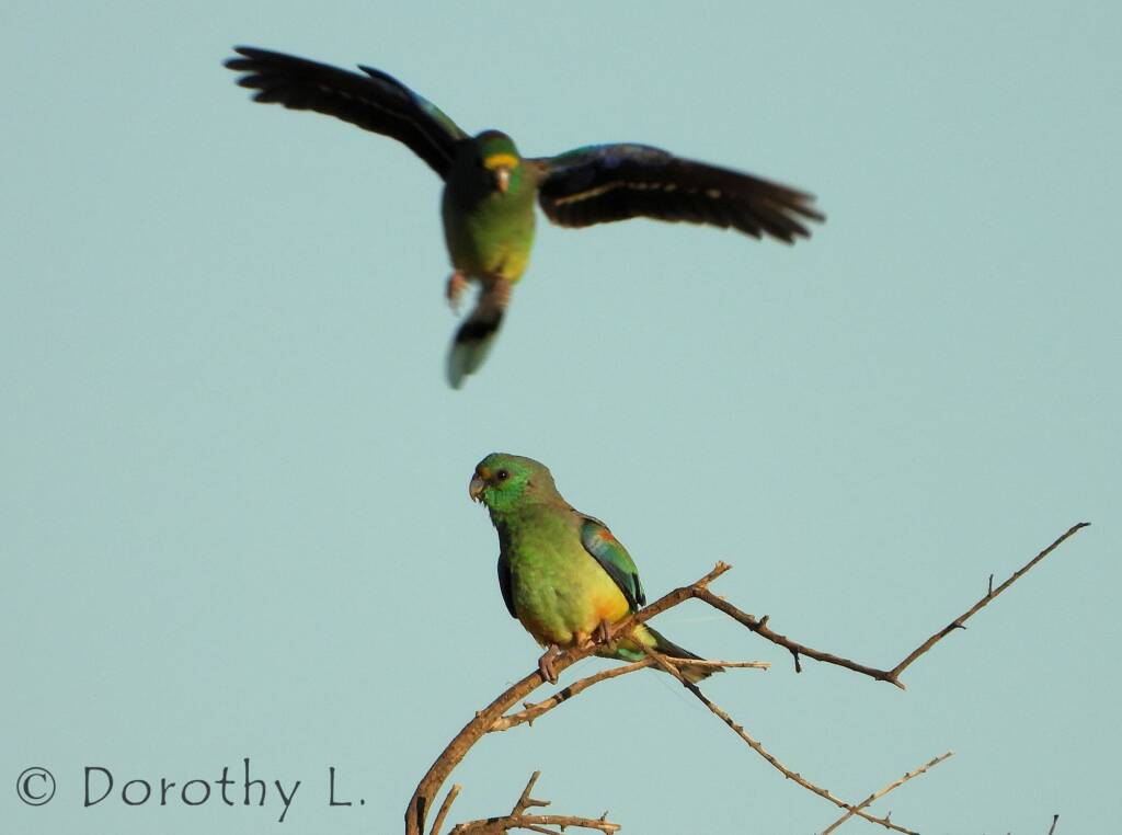 Mulga Parrots (Psephotellus varius)