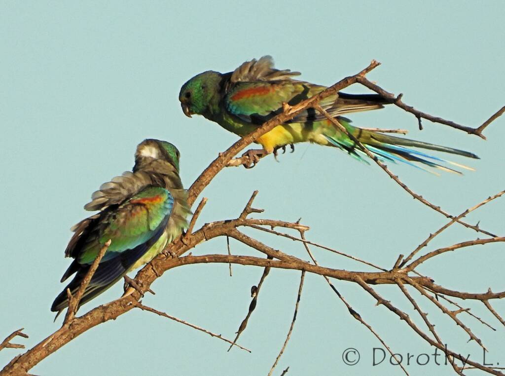 Mulga Parrots (Psephotellus varius)