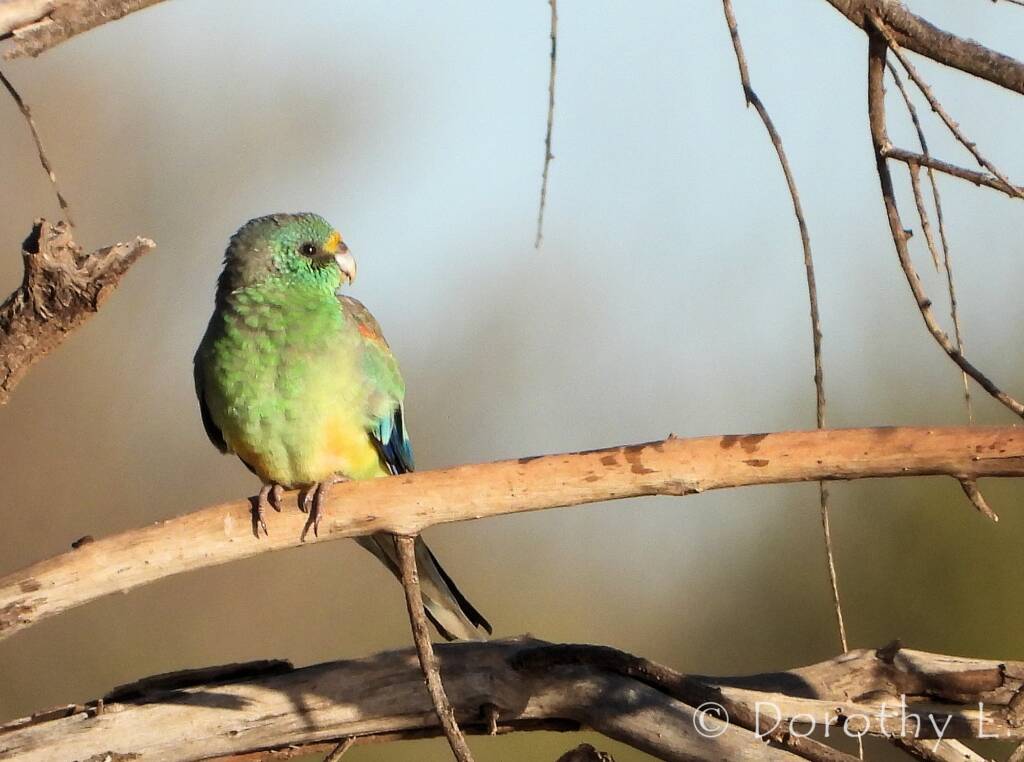 Mulga Parrot (Psephotellus varius)