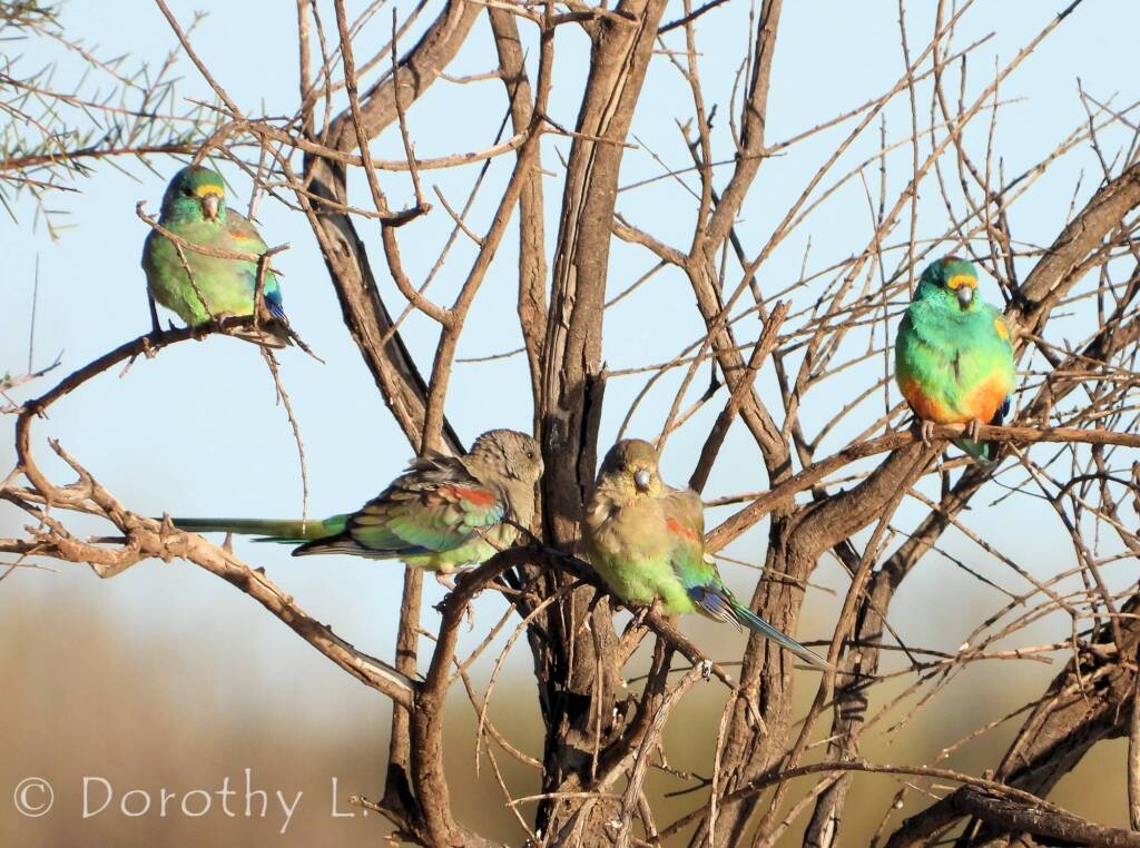 Mulga Parrots (Psephotellus varius)