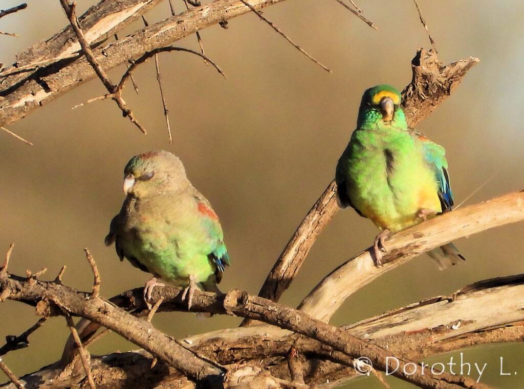 Mulga Parrots (Psephotellus varius)