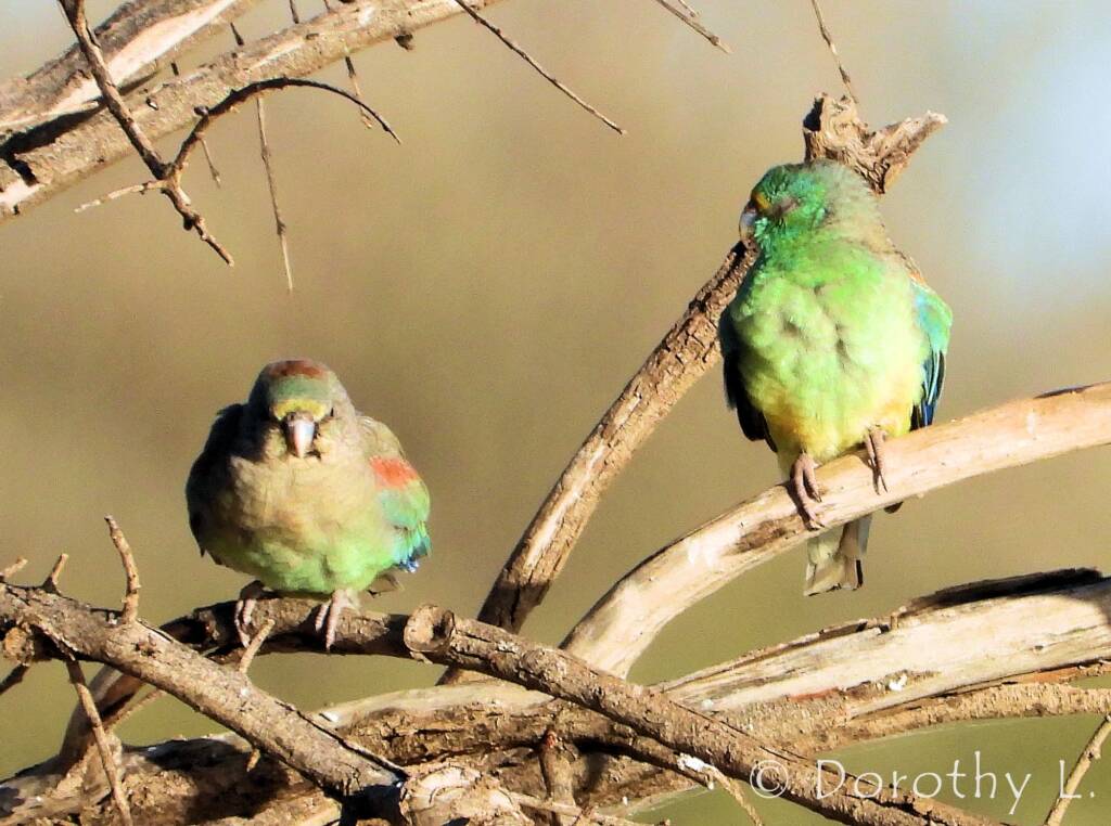 Mulga Parrots (Psephotellus varius)