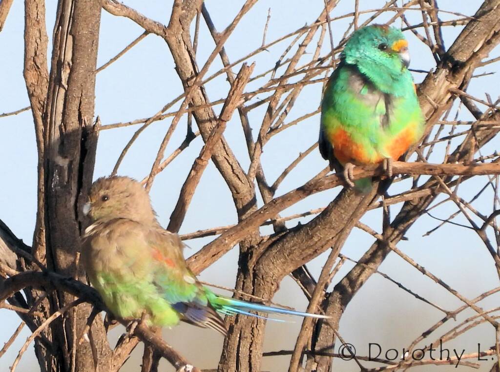Mulga Parrots (Psephotellus varius)