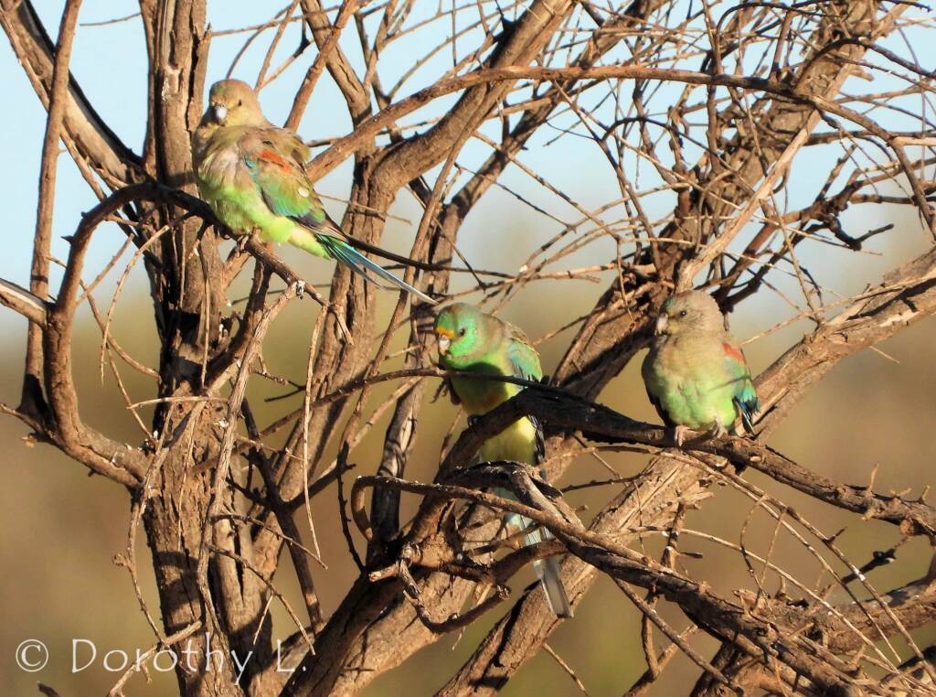 Mulga Parrots (Psephotellus varius)
