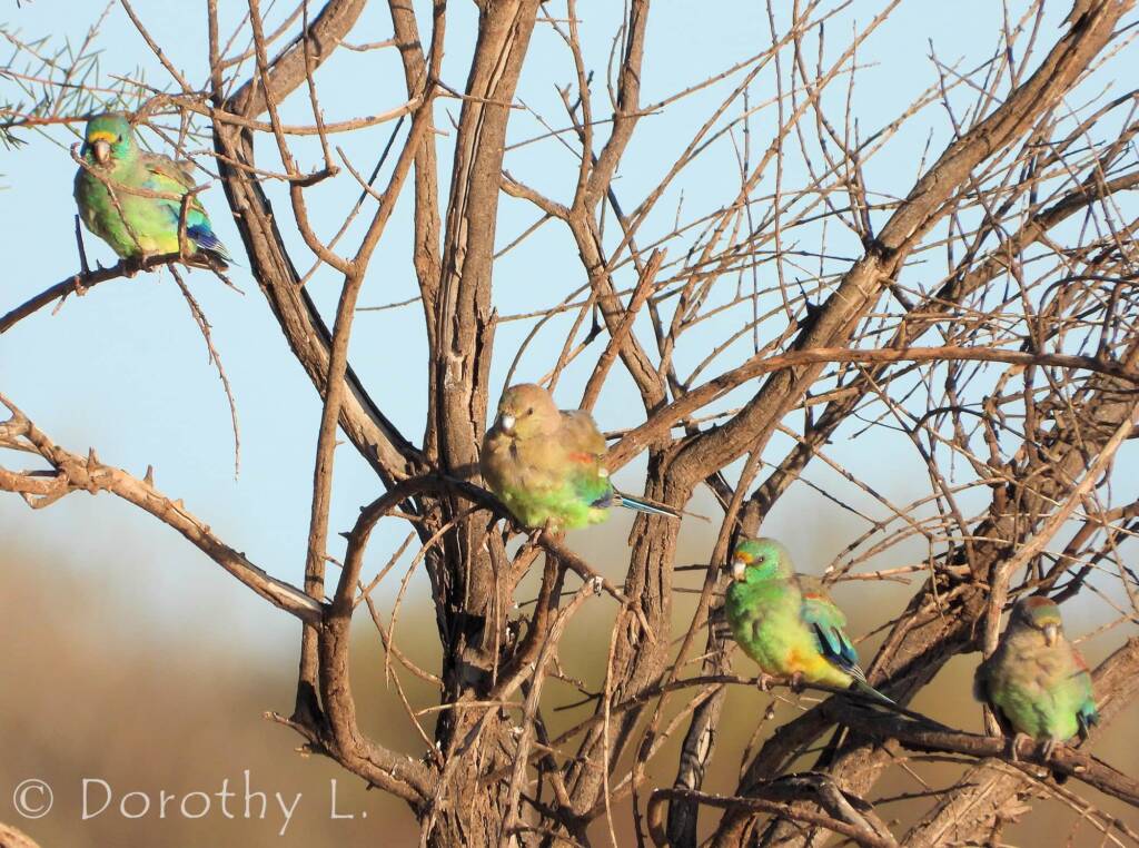Mulga Parrots (Psephotellus varius)