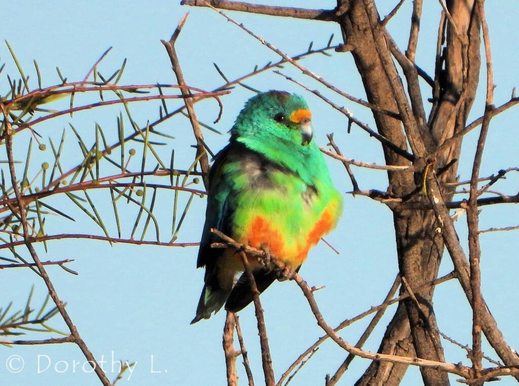 Mulga Parrot (Psephotellus varius)