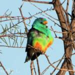 Mulga Parrot (Psephotellus varius)