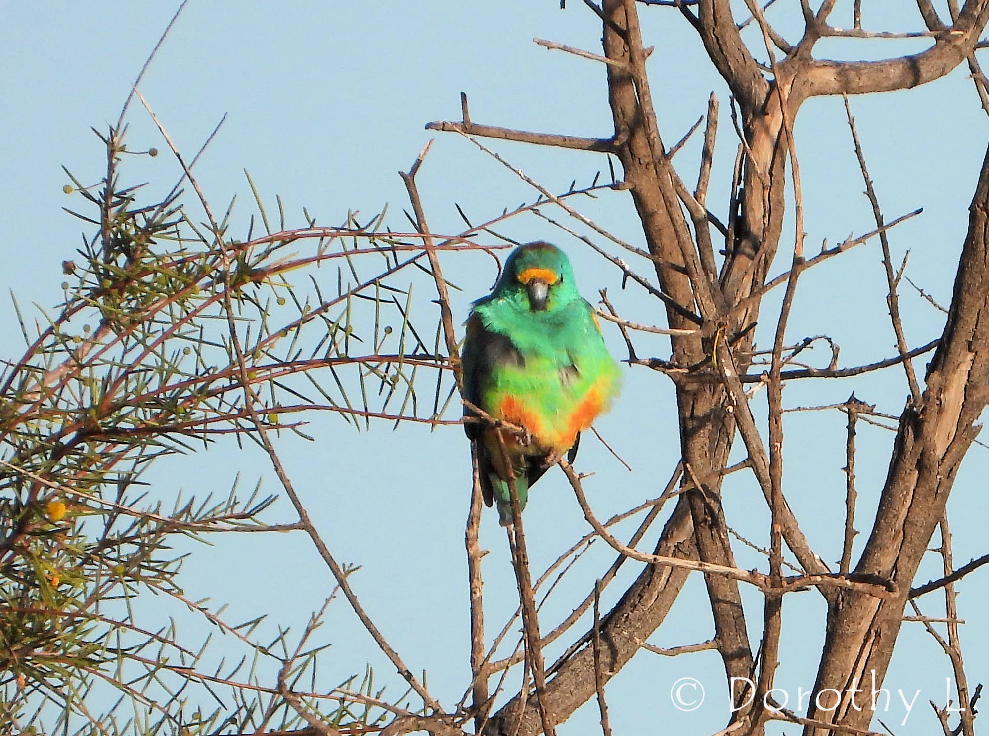 Mulga Parrot (Psephotellus varius)