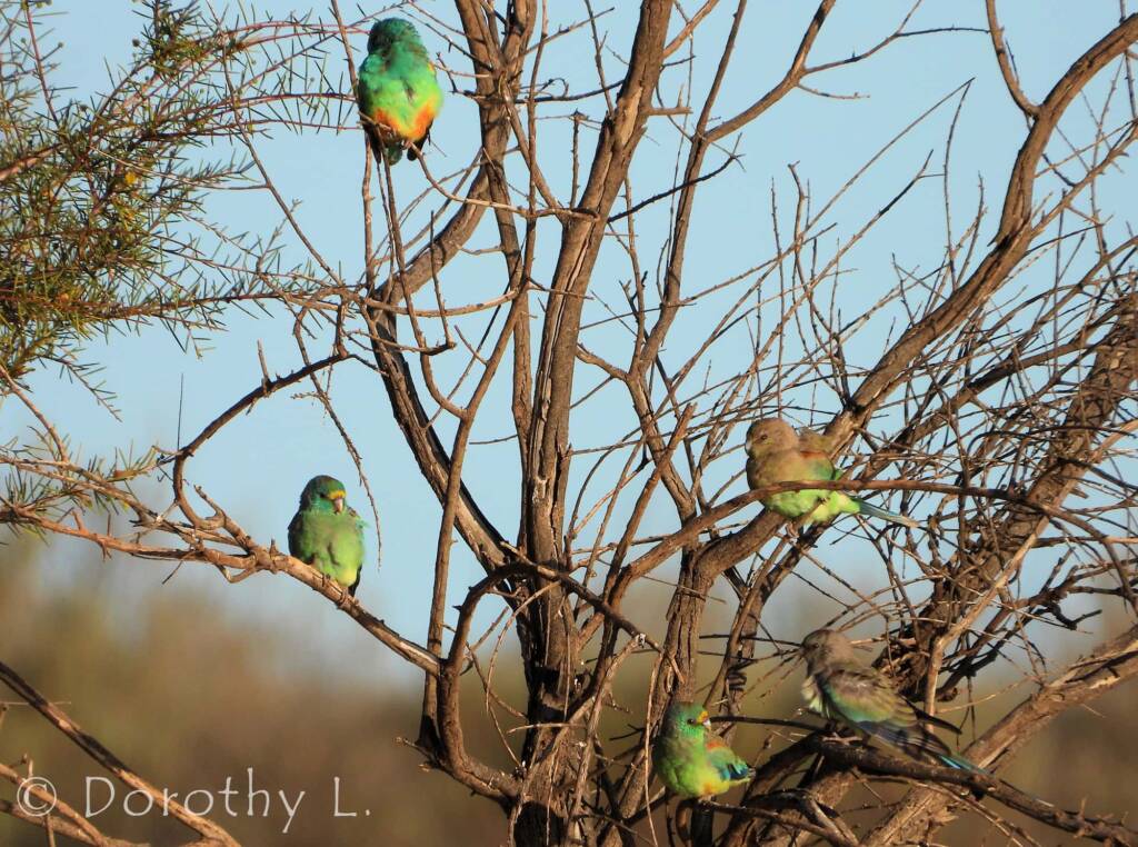 Mulga Parrots (Psephotellus varius)
