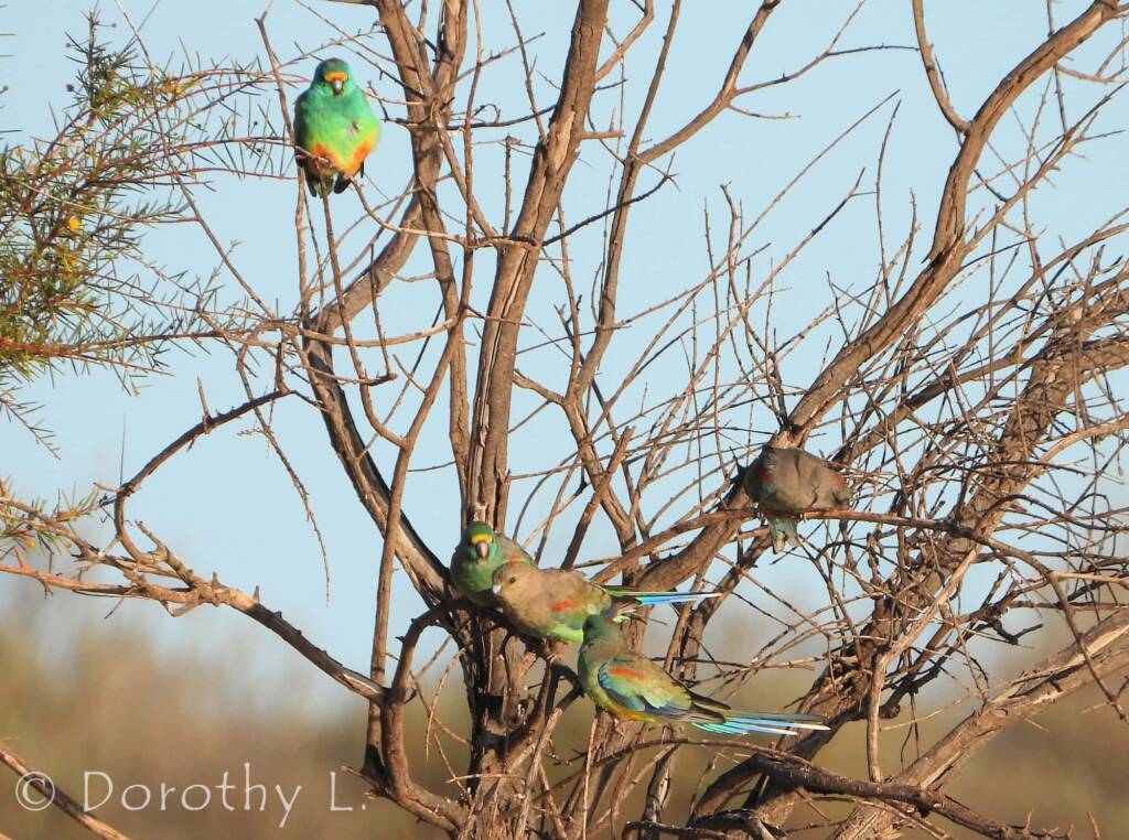 Mulga Parrots (Psephotellus varius)