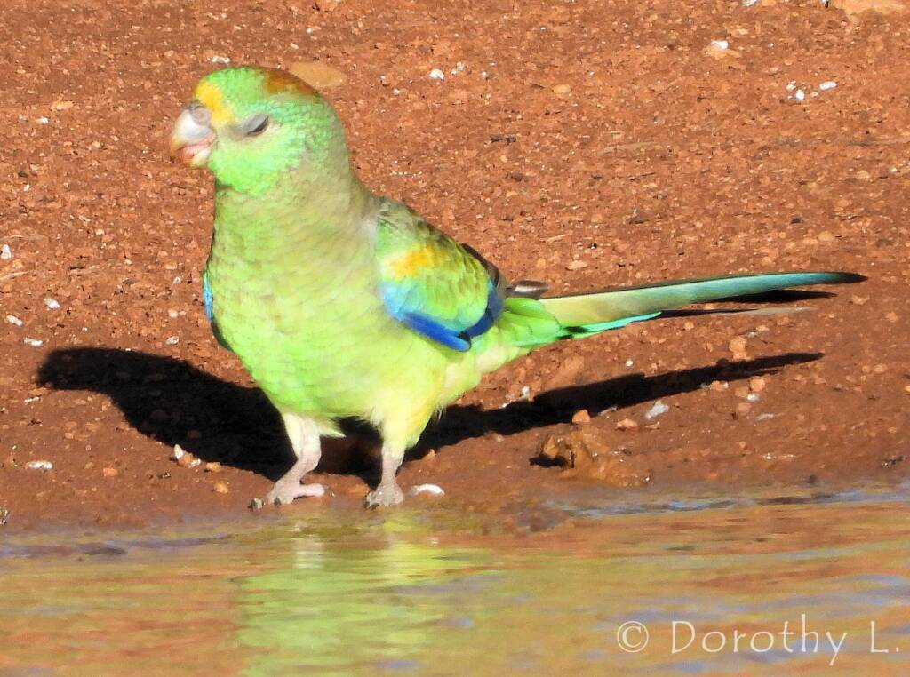 Mulga Parrot (Psephotellus varius)