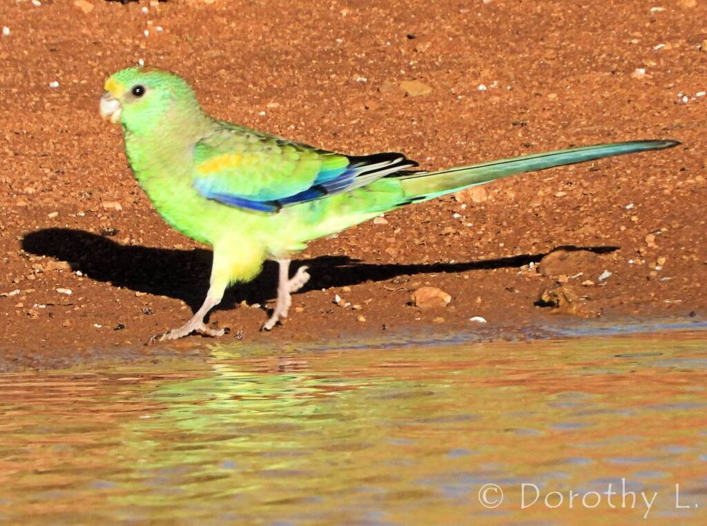 Mulga Parrot (Psephotellus varius)