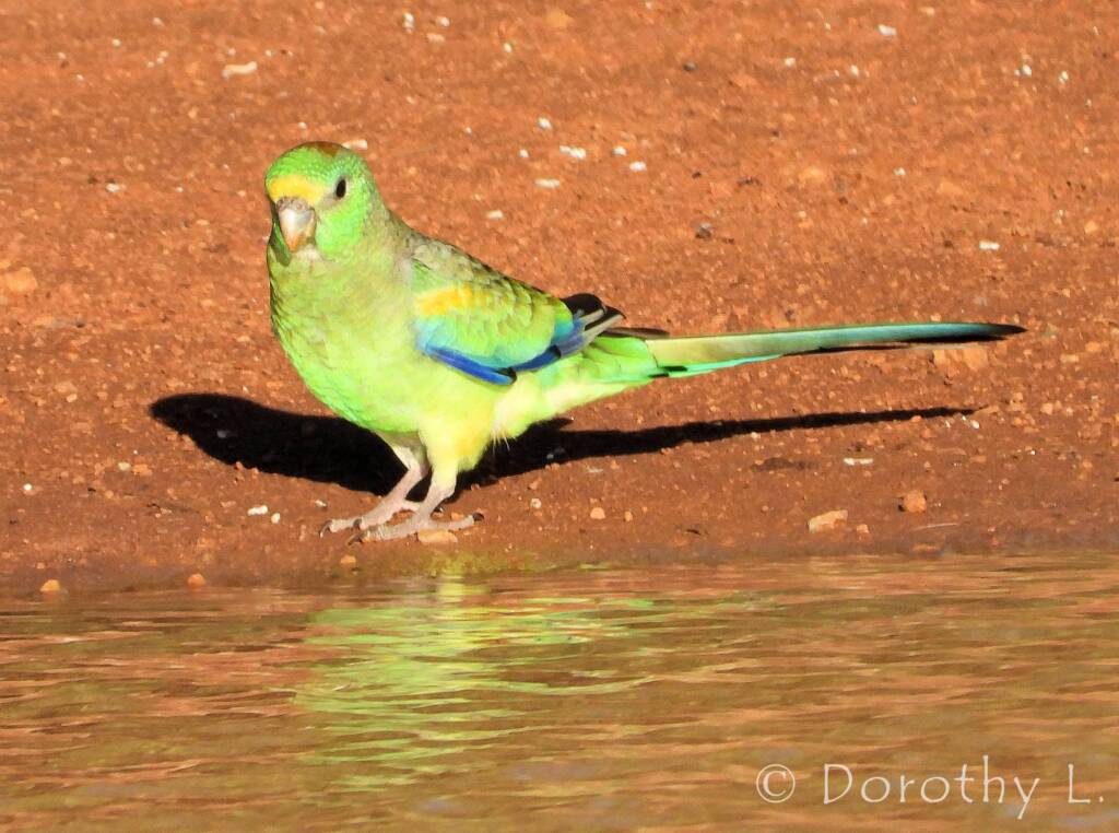 Mulga Parrot (Psephotellus varius)
